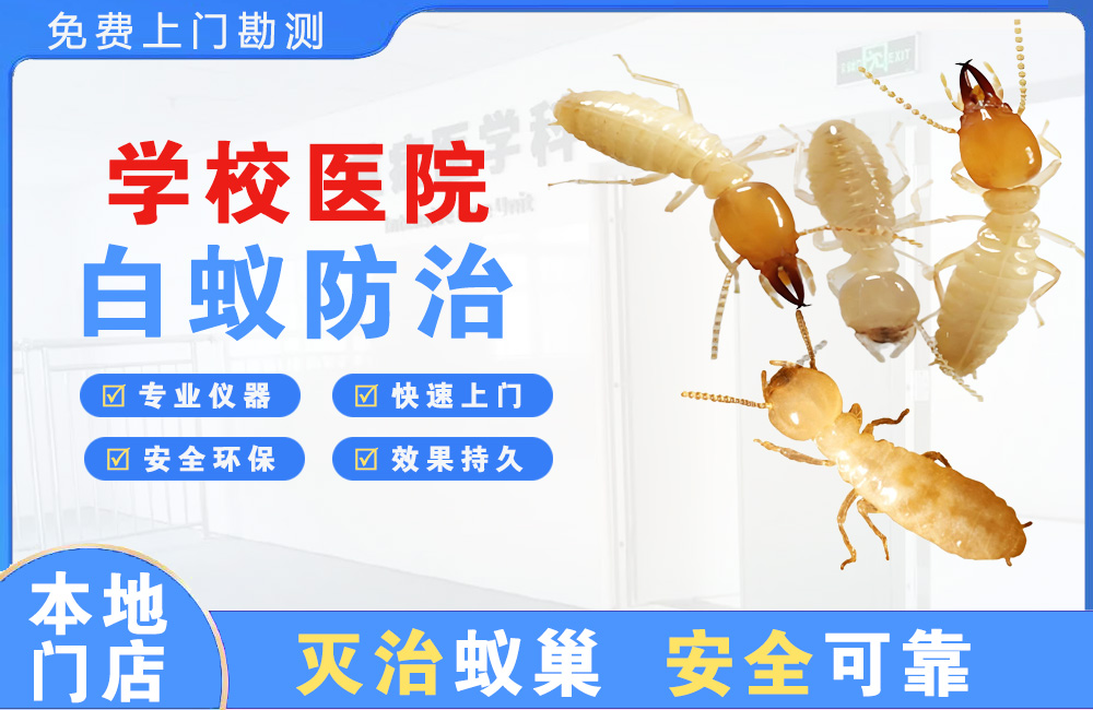 柳州学校医院白蚁防治